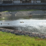 Лебеди на реке Талке